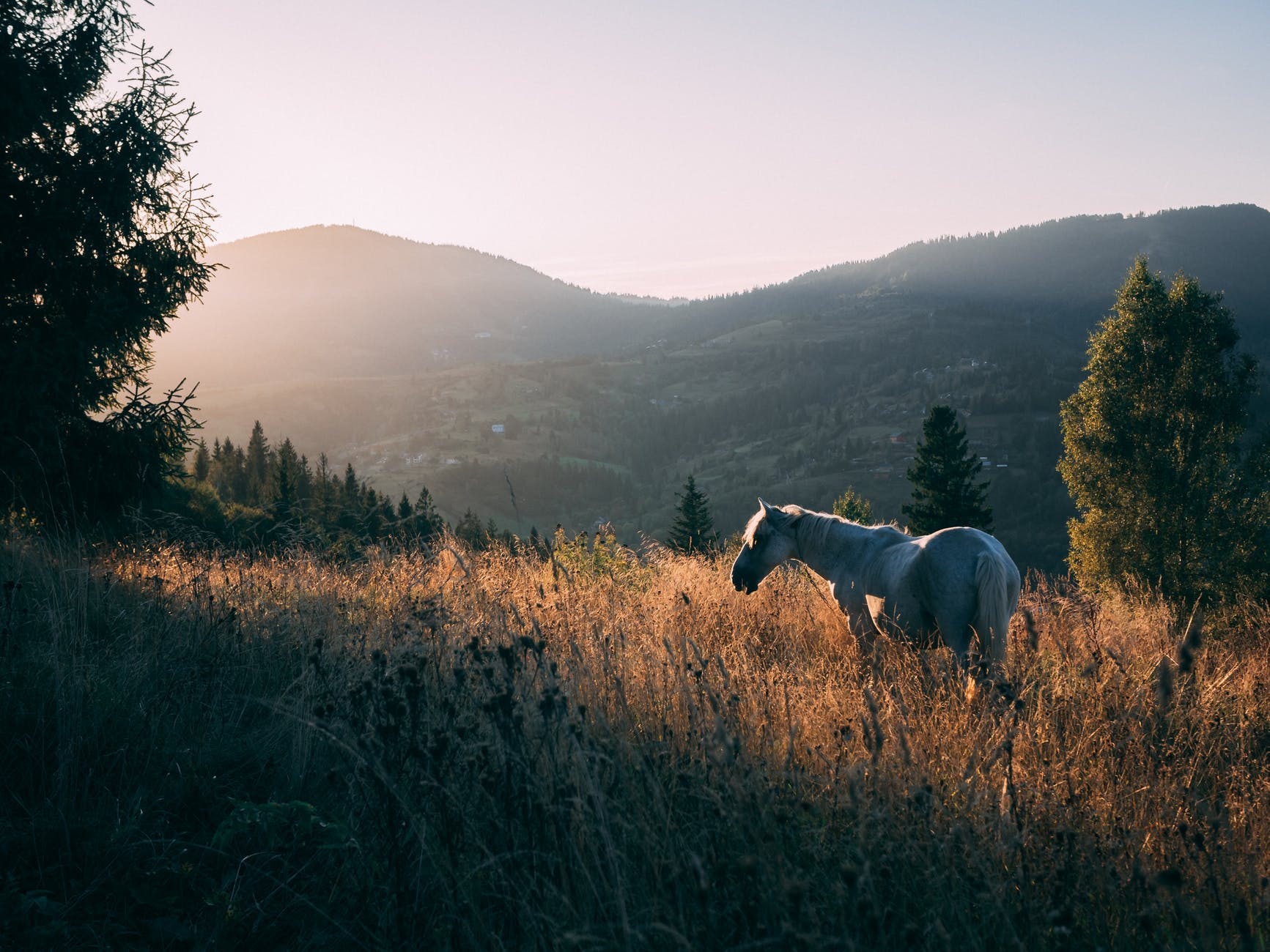 white horse on hilly grasslands